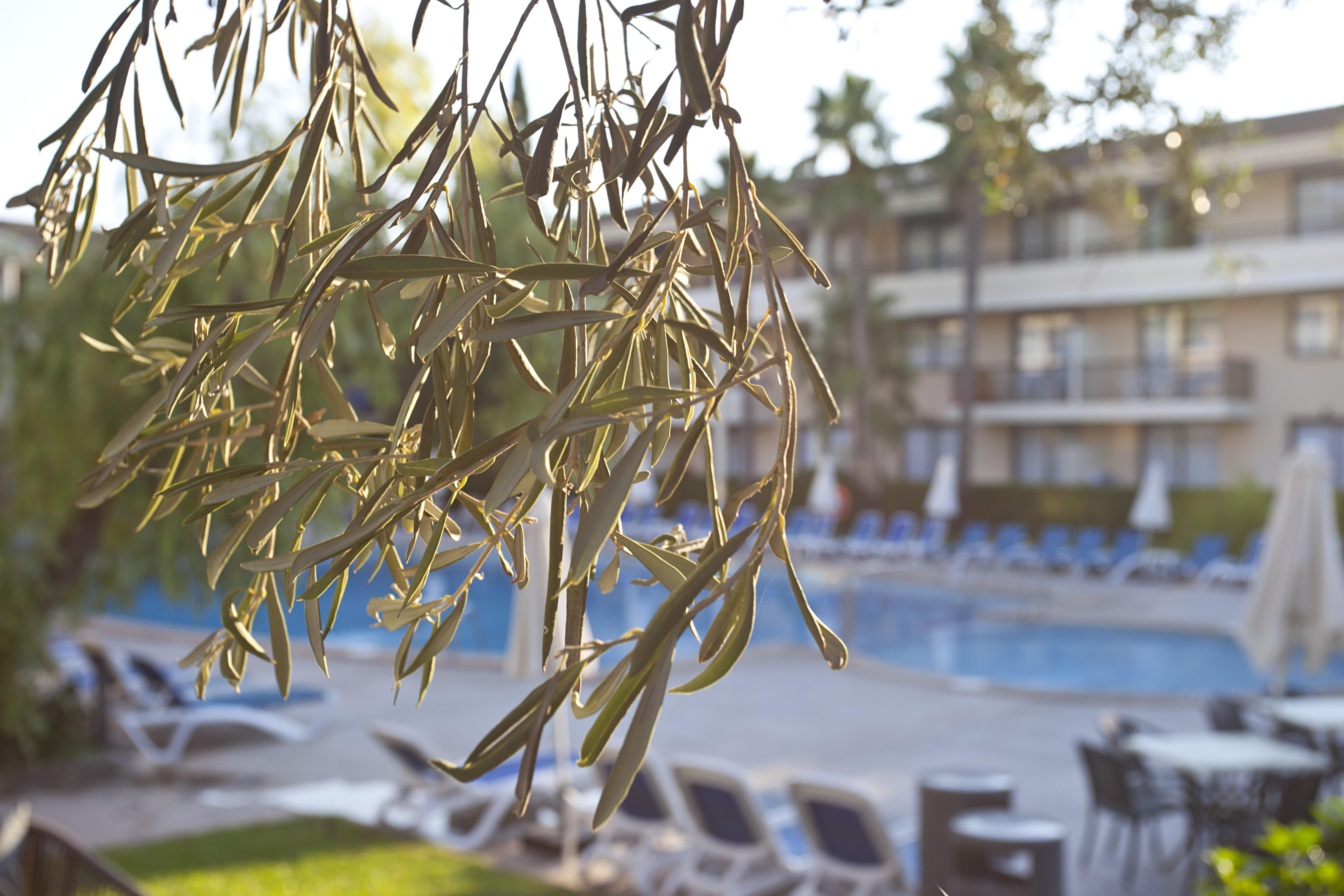 Hotel Bahia Pollensa Port de Pollença Kültér fotó